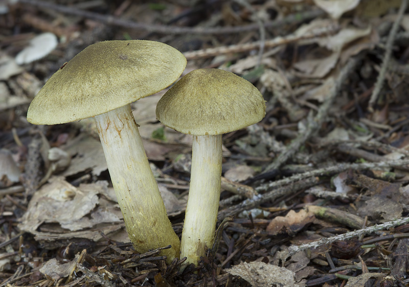 Cortinarius venetus